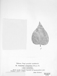 Cronartium flaccidum image